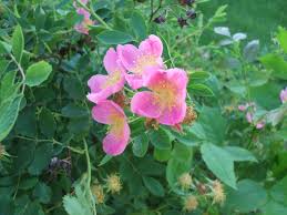 In 1898, a campaign was launched to choose the state's floral emblem. Rosa Arkansana Wikipedia