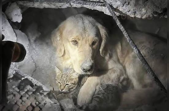 ⚠️✳️ Mientras continúan las labores de rescate tras los terremotos que han dejado más de 160 fall3cid*s en Venezuela, equipos de emergencia también realizan esfuerzos para salvar a mascotas y otros animales