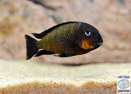 Pin On Dope Cichlids