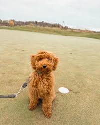 Doodles of NC-এর প্রোফাইল