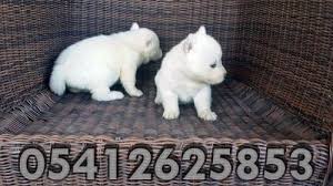 Husky Yavru Ilanlari 05412625843