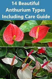 14 Beautiful Anthurium Types Including Care Guide Anthurium Anthurium Care Anthurium Plant