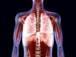 Clavicles * inner chest * lungs * pleura * sternum. Trachea Anatomy Function And Treatment