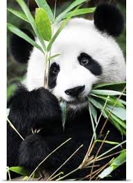 Philippe Hugonnard Poster Print Wall Art Print Entitled Giant Panda None Giant Panda Panda Bear Panda