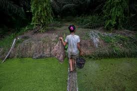 And home for (10.5%) of the world's muslim population. Oil Palm Expansion In Indonesia Risks Peatlands And Livelihoods Hrw