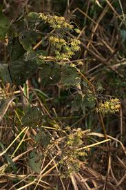 Image result for Paralepistemon shirensis