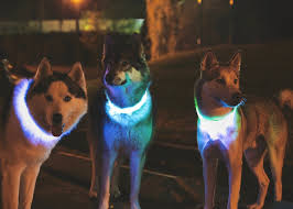 Halo Nebula Led Dog Collars Dog Safety Collar Led Dog Collar Pet Collars