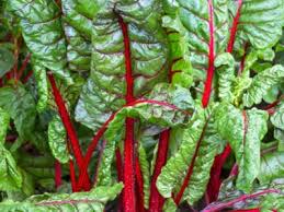 The green leaves and crunchy stalks come in a vivid rainbow of yellow, crimson, gold, pink and white with an occasional gorgeous stem of orange. Tips On Growing Swiss Chard How Do I Plant Swiss Chard
