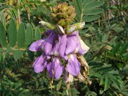 Image result for Tephrosia vogelii