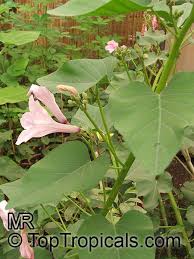 Image result for Ipomoea carnea