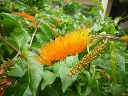 Image result for Combretum platypetalum