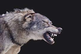 Wolf Aggressive Wolf Stuffed Canis Spain Affiliate Wolf Aggressive Wolf Spain Canis Ad Wolf Stuff Animals Wolf