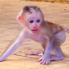 Wildlife Monkey Baby Million Shocked To Watch Bad Monkey Mistreated Baby Monkey Very Badly Poor Baby Extremely Hurt Cry So Terrible For Help Facebook