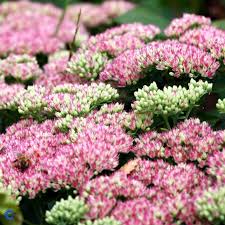 Sankthansurt er sikker blomst i september. Sankthansurt Sedum Herbstfreude Webplanteskolen Dk