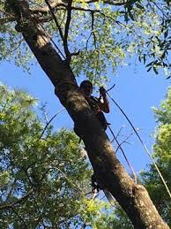 Maybe you would like to learn more about one of these? Bickmeyers Tree Service In Gainesville Florida July 12 2021 At Gainesvillefllocal Com