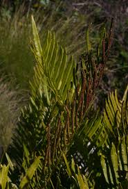 Image result for Blechnum tabulare