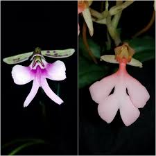 Image result for Cynorkis