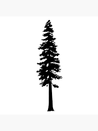 Did you scroll all this way to get facts about redwood silhouette? Redwood Tree Silhouette Greeting Card By Katedill0n Tree Silhouette Tattoo Pine Tree Drawing Pine Tree Silhouette