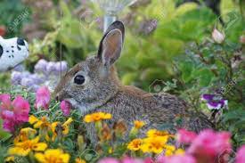 With tenor, maker of gif keyboard, add popular bunny eating flower animated gifs to your conversations. Bunny Rabbit In The Garden Eating Flowers Stock Photo Picture And Royalty Free Image Image 32147560