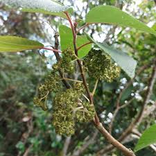 Image result for Urera