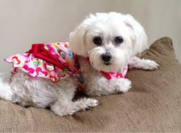 Cheryl Thrasher-Horne, 9606 Sherrill Estates Rd, Huntersville, NC 28078, US 