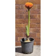 Image result for Scadoxus puniceus