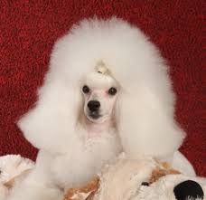 The abbreviation for the classic gilmore girls quote oy with the poodles already. true fans are the only people that can refer to it in this way. Executive Poodles Home Facebook