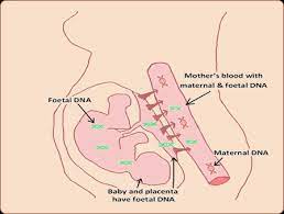 Non Invasive Prenatal Testing Nipt Harmony Prenatal Test The Verifi Prenatal Test Panorama Nipt Test Igene Test Nipt Pogu
