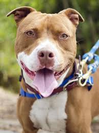 Black White And Brown Pitbull Pin On Rescued And Adopted
