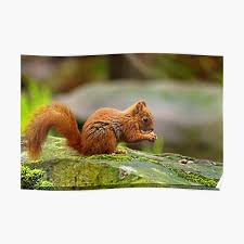 Great savings & free delivery / collection on many items. Funny Squirrel Posters Redbubble