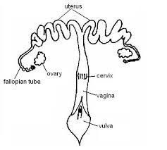 13 12 Reproductive System Worksheet Answers Medicine Libretexts