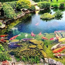 Der Schwimmteich Ist Die Perfekte Genese Aus Swimmingpool Und Badesee Wir Informieren Uber Voraussetzungen Und Kosten Fur Einen Badeteic In 2020 Instagram Koi Outdoor