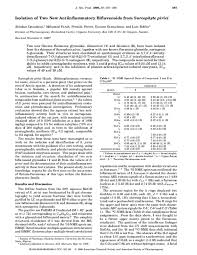 Image result for Sarcophyte piriei