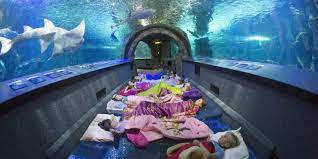Magazine Newport Aquarium Sleep With The Fishes Ripley Aquarium