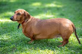 Find images of fat dog. Weight Loss Camp For Dogs Canine Behavioral Services