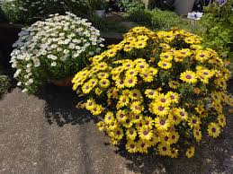 オステオスペルマム(ブルーアイビューティー)を鉢植えで育てて...｜園芸相談Q＆A｜みんなの趣味の園芸