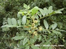 Image result for Trichilia