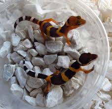 Noir Desir The New Recessive Trait With Leopard Geckos Gecko Time