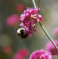 Image result for Eriosema erici-rosenii