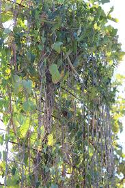 Image result for Cynanchum praecox