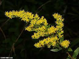Coastal Swamp Goldenrod Solidago Latissimifolia Coastal Swamp Goldenrod Also Called Elliott S Goldenrod Is Uncommon In Coastal Plain Rare Plants Goldenrod