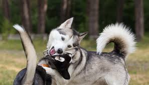 Neutering is a very straightforward surgery. Will Neutering Calm An Aggressive Dog Rehome By Adopt A Pet Com