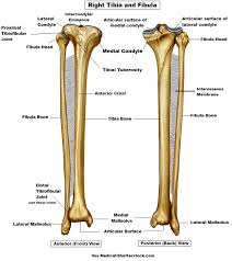The thigh bone, or femur, is the large upper leg bone that connects the lower leg bones (knee joint) to the pelvic bone (hip joint). Tibia And Fibula Bone Anatomy