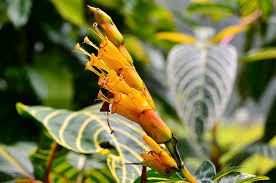 Image result for Sanchezia speciosa