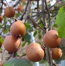 Image result for Pyrus pyrifolia