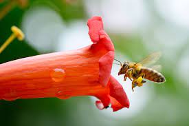 How this california artist is providing 'flowers for sick people' how this calif. Are Commercial Honeybees Making Wild Bees Sick Pbs Newshour