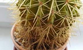 And so, when we saw people were posting videos saying this is my yellow, we assumed at first that it was a reference to another color filter or. What Cause Yellowing Cactus And How To Fix It Amaze Vege Garden