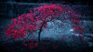 Check spelling or type a new query. 3840x2160 Best 4k Hd Wallpapers For Desktop Windows Red Tree Wallpaper 4k 3840x2160 Wallpaper Teahub Io