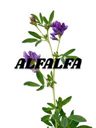 Image result for Medicago sativa