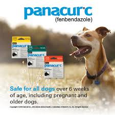 Panacur C For Dogs Canine Dewormer 1800petmeds